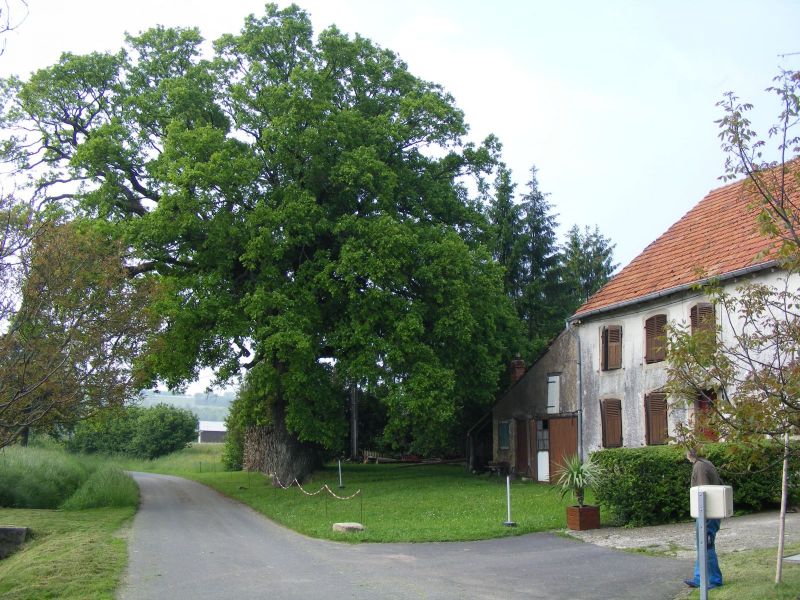 Le gros chêne - rue de la Gare