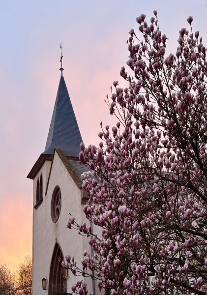 Le magnolia de la rue Principale